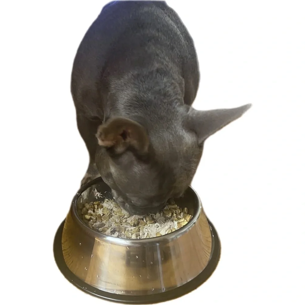 stainless steel dog food bowl